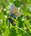 * Nomination Polyommatus amandus in Romania. --Einstein2 16:58, 30 April 2013 (UTC) * Decline Below 2MP --Poco a poco 18:19, 30 April 2013 (UTC)