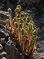 19 Polystichum setiferum-20210427-RM-165358.jpg/2 uploaded by Ermell, nominated by Ermell,  11,  0,  0