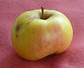 Pomme variété Chanzy