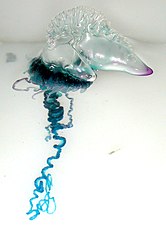 Portuguese man o' war