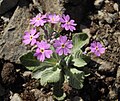 Primula frondosa