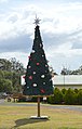 English: Christmas tree in Proston, Queensland