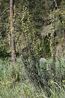 <i>Purshia tridentata</i> Species of shrub