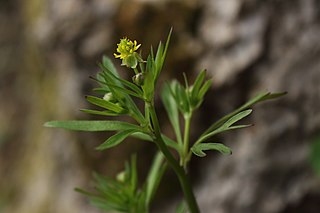 <i>Ranunculus allegheniensis</i> Species of flowering plant