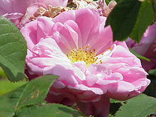 'Jeanne de Montfort' Rosa sp.153.jpg