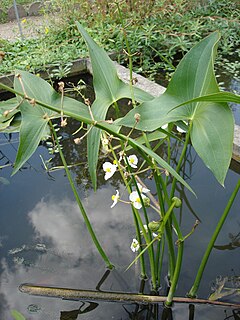 Alismataceae Family of flowering plants comprising the water-plantains