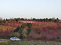 Shaodong Sakura Garden(樱花园)