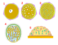 Один из вариантов паренхимульного развития. 1 — яйцо, 2 — хаотическое дробление, 3 — морула, 4 — паренхимула, 5 — метаморфоз