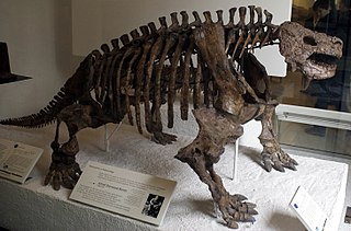 <span class="mw-page-title-main">Pareiasaur</span> Extinct clade of reptiles