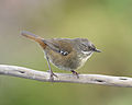 Tasmanian Scrubwren