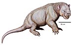 Stylinodon mirusDB24.jpg