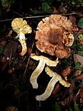 Thumbnail for File:Tricholoma equestre 154938917.jpg