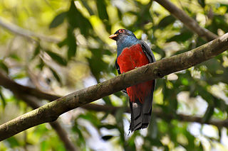 <span class="mw-page-title-main">Black-tailed trogon</span> Species of bird