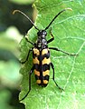 Nelivyöjäärä (Leptura quadrifasciata), vaaraton kovakuoriainen.