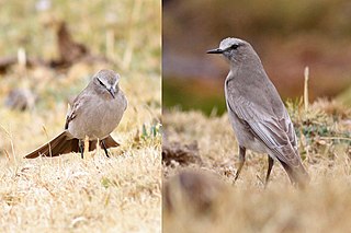 White-fronted ground tyrant Species of bird