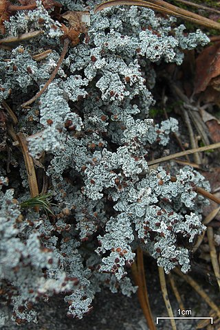 <i>Stereocaulon</i> Genus of lichens