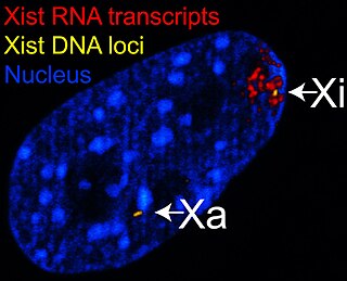 <span class="mw-page-title-main">XIST</span> Non-coding RNA