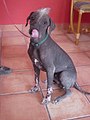 Xoloitzcuintle sitting.jpg