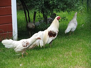 Yokohama (Huhn)