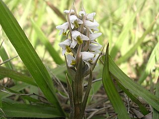 <i>Zeuxine</i> Genus of orchids