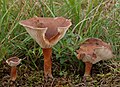 Clitocybe glareosa