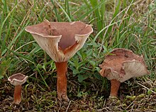 2009-09-21 Clitocybe glareosa.jpg