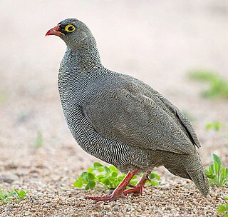 <span class="mw-page-title-main">Red-billed spurfowl</span> Species of bird