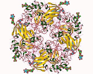 α-Galactosidase Enzyme