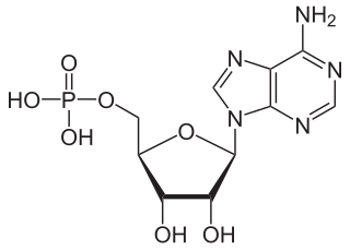 <span class="mw-page-title-main">Adenosine monophosphate</span> Chemical compound