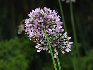 Allium senescens