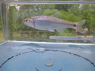 <span class="mw-page-title-main">Altamaha shiner</span> Species of fish