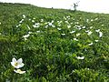 Groß-Windröschen (Anemone sylvestris), in Österreich gefährdet