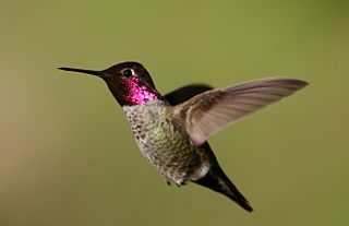 <span class="mw-page-title-main">Anna's hummingbird</span> Species of bird