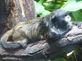 <span class="mw-page-title-main">Graells's tamarin</span> Subspecies of New World monkey