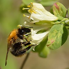 Bärtry Lägg märke till de långt framskjutande ståndarna. Insekten är en åkerhumla.