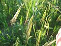 Neveislioji dirsė (Bromus sterilis)