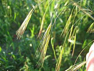 <i>Bromus sterilis</i> Species of grass