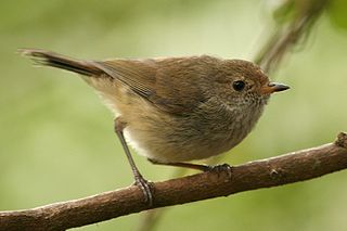 <span class="mw-page-title-main">Acanthizidae</span> Family of birds