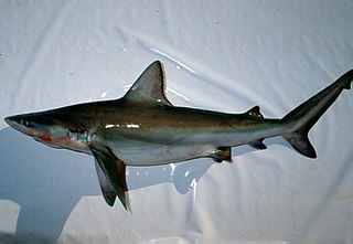 <span class="mw-page-title-main">Bignose shark</span> Species of shark