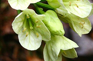 <i>Cardamine enneaphyllos</i> Species of plant