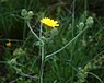 Borstelstreepzaad (Crepis setosa}