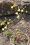 Plant in de Regional Parks Botanic Garden in Berkeley (Californië)