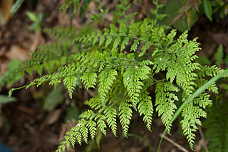 <i>Dennstaedtia</i> Genus of ferns