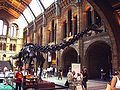 Diplodocus