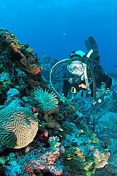 Diver and anemone