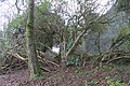 Old yew tree with new growth