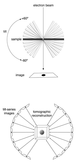 <span class="mw-page-title-main">Cryogenic electron tomography</span>