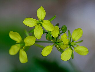 Erucastrum nastutiifolium Erucastrum nastutiifolium ENBLA03.jpg