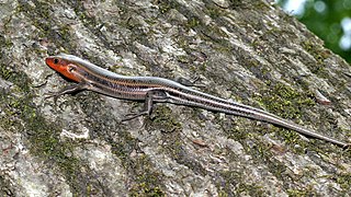 <i>Plestiodon fasciatus</i> Species of reptile