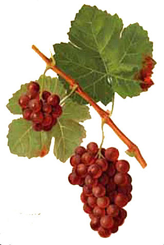 <span class="mw-page-title-main">Gewürztraminer</span> Variety of grape